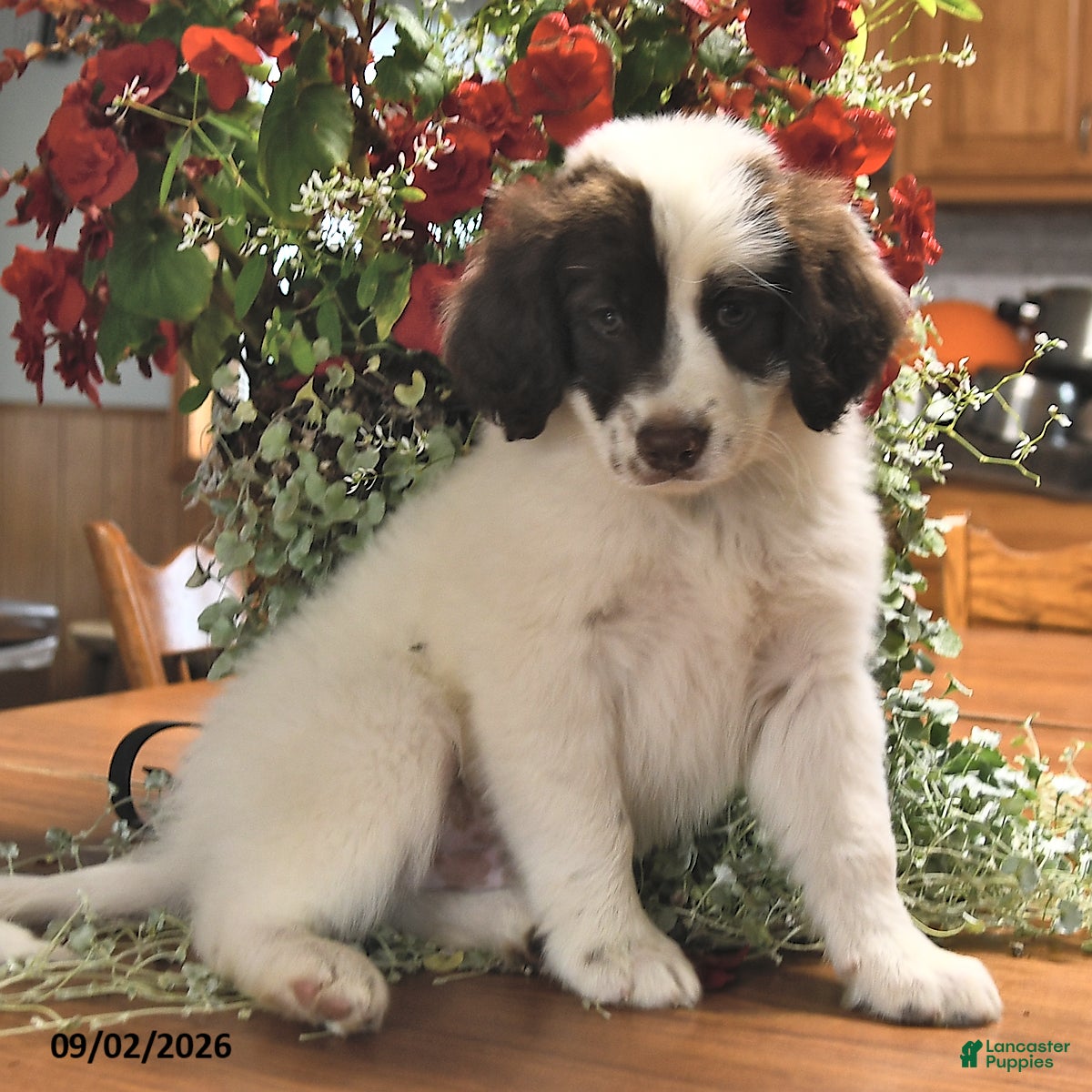Portuguese Water Dog dogs Glen - Ad 1