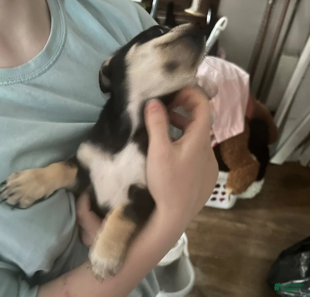 Chihuahua dogs for sale: Chihuahua 2 - Ad 2