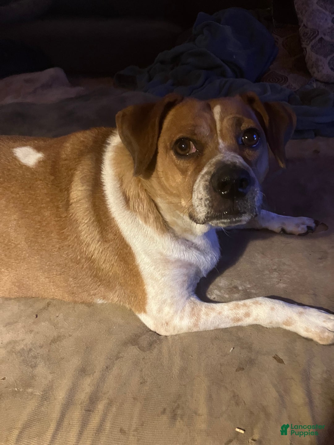 Mixed Breed dogs for sale: Mixed Breed Puppy 1 - Ad 4