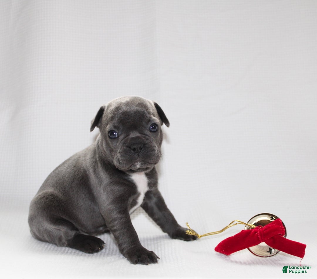 Frenchton dogs for sale: Paisley - Ad 3