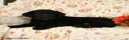 Labrador Retriever dogs for sale: Maxwell - Ad 4