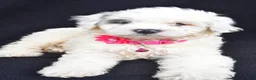 Mini Aussiedoodle dogs for sale: Debbie - Ad 4