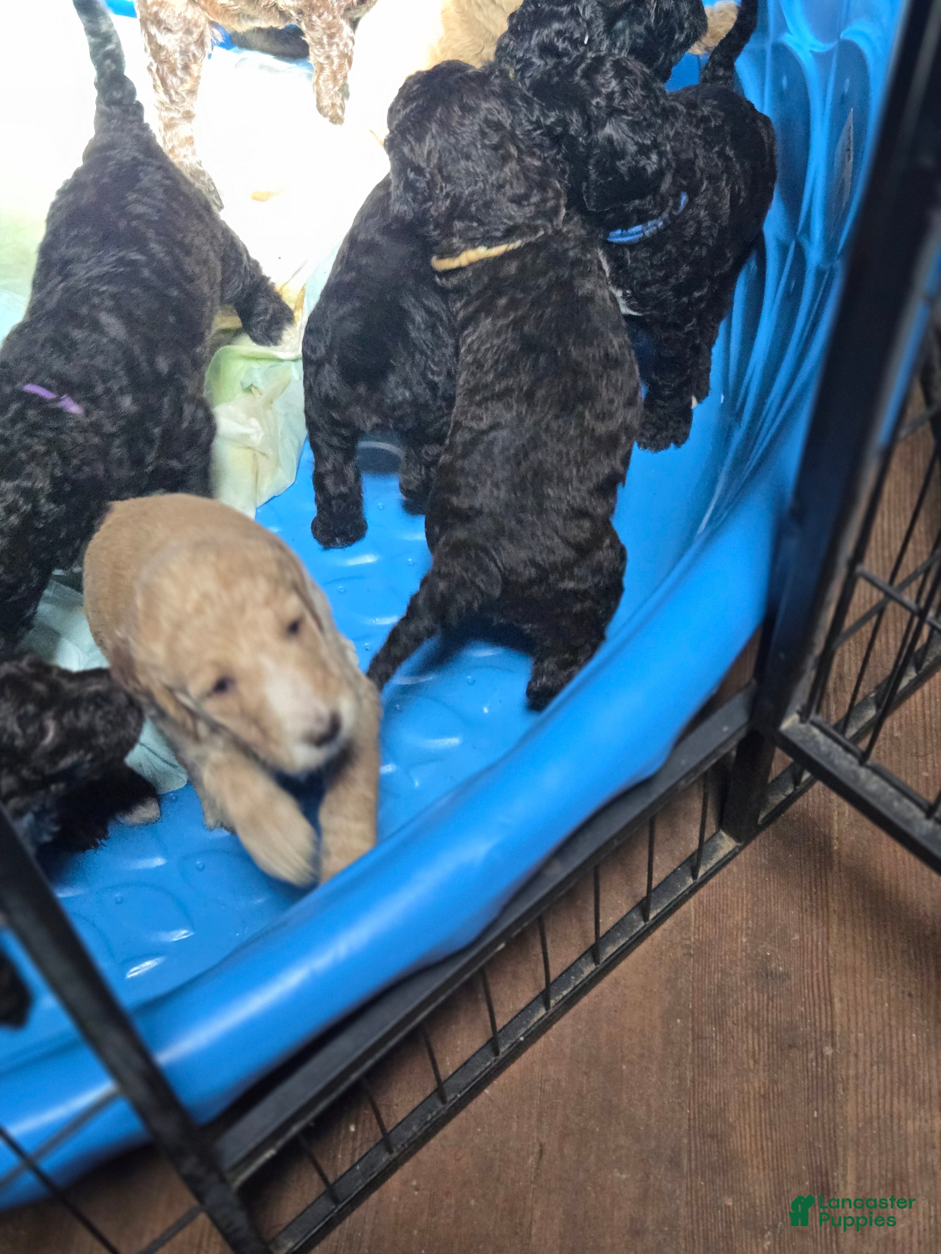 Standard Poodle dogs Honeysuckle - Ad 1