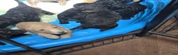 Standard Poodle dogs for sale: Honeysuckle - Ad 1