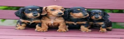 Miniature Dachshund dogs for sale:  Tilly 🎀 - Ad 20