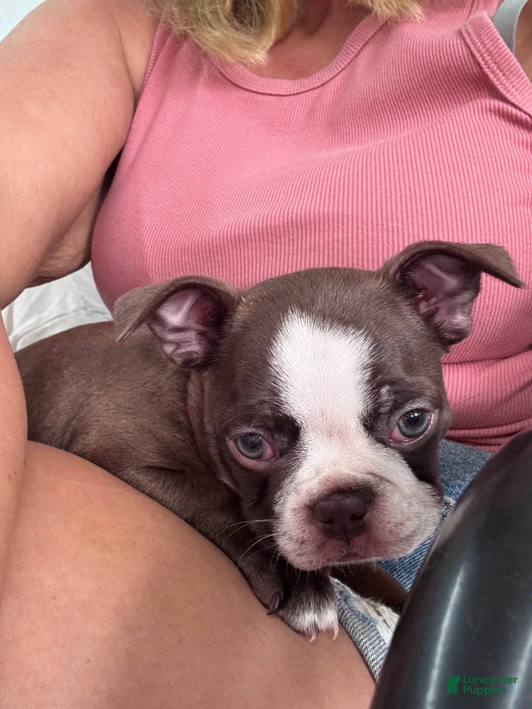 Boston Terrier dogs for sale: Pebbie - Ad 2