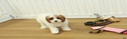 Cavapoo dogs for sale: Madelyn - Ad 14