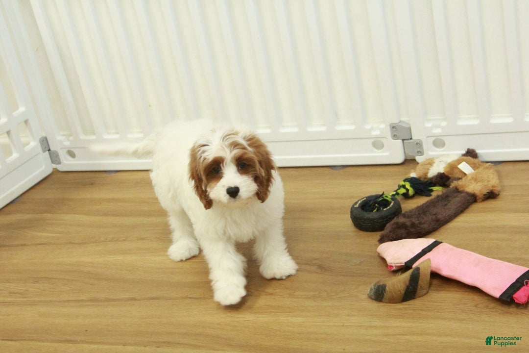 Cavapoo dogs for sale: Madelyn - Ad 14