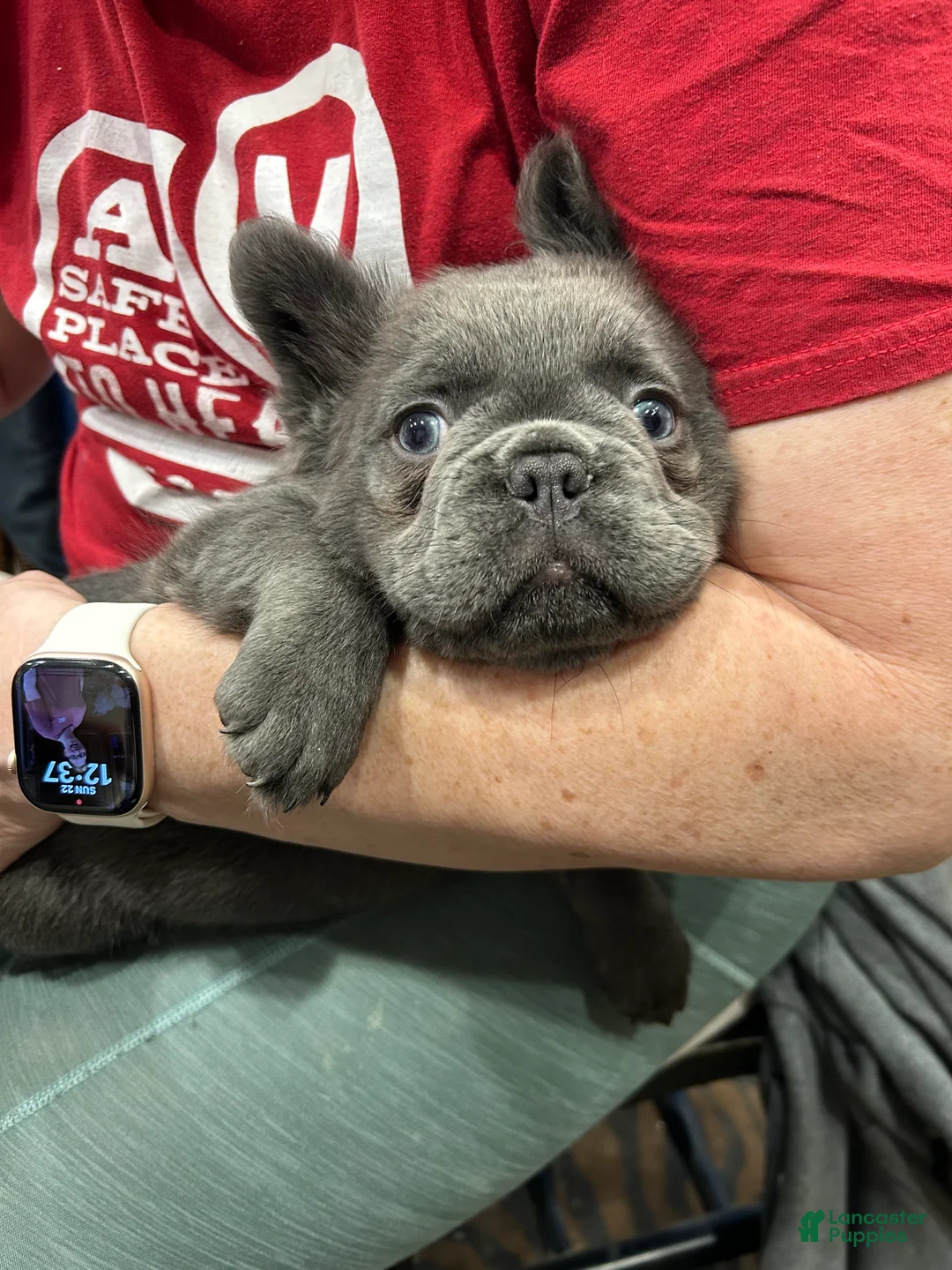 French Bulldog dogs for sale: Smokey - Ad 1