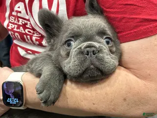 French Bulldog dogs for sale: Smokey - Ad 3