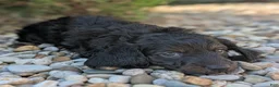 Miniature Dachshund dogs for sale: Coal - Ad 6