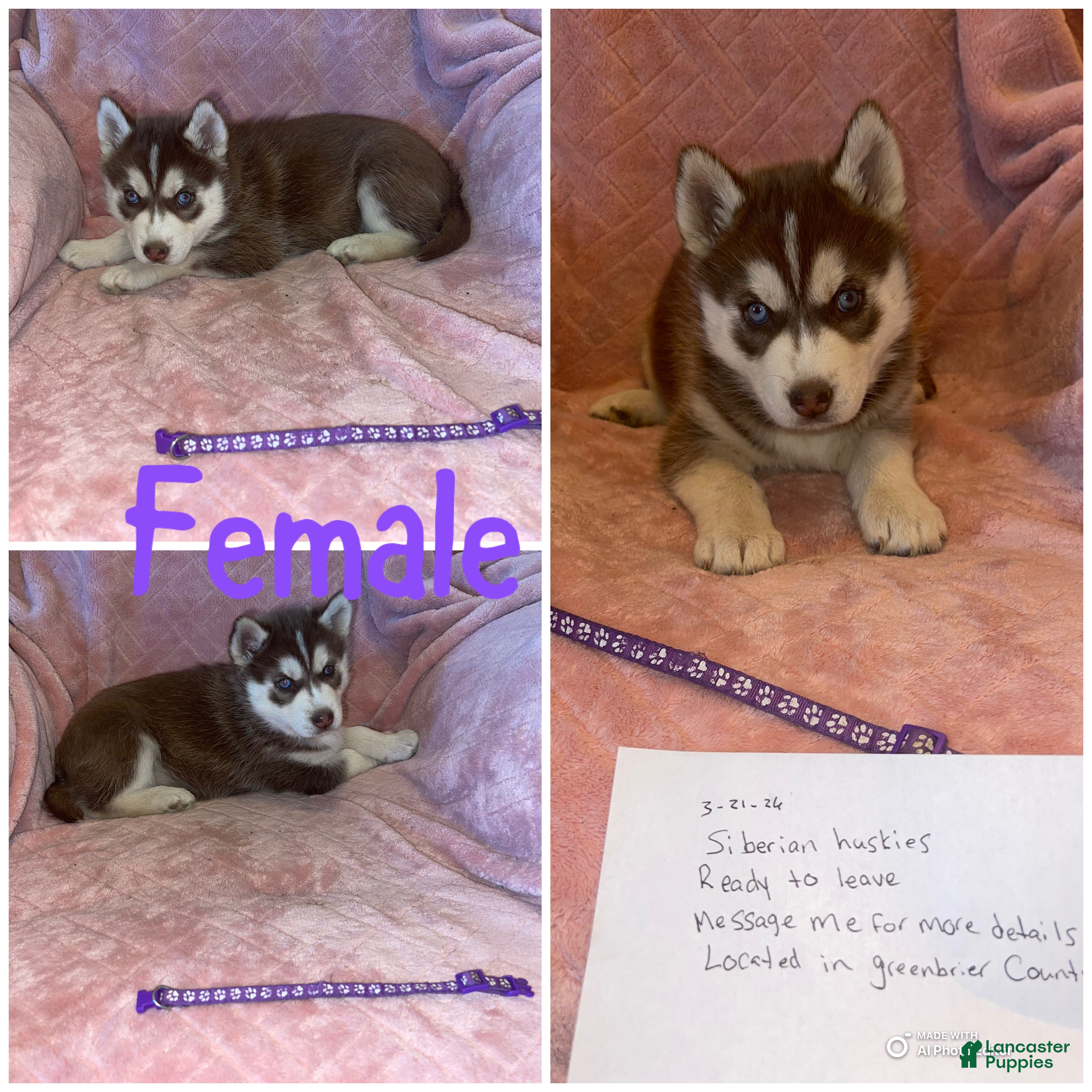 Siberian Husky dogs Siberian Husky Puppy 3 - Ad 20