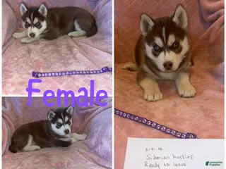 Siberian Husky dogs Siberian Husky Puppy 3 - Ad 20