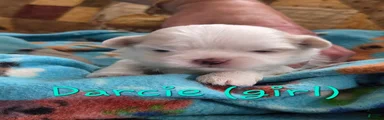 Darcie
