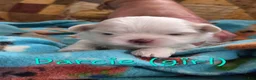 Malshi dogs for sale: Darcie - Ad 1