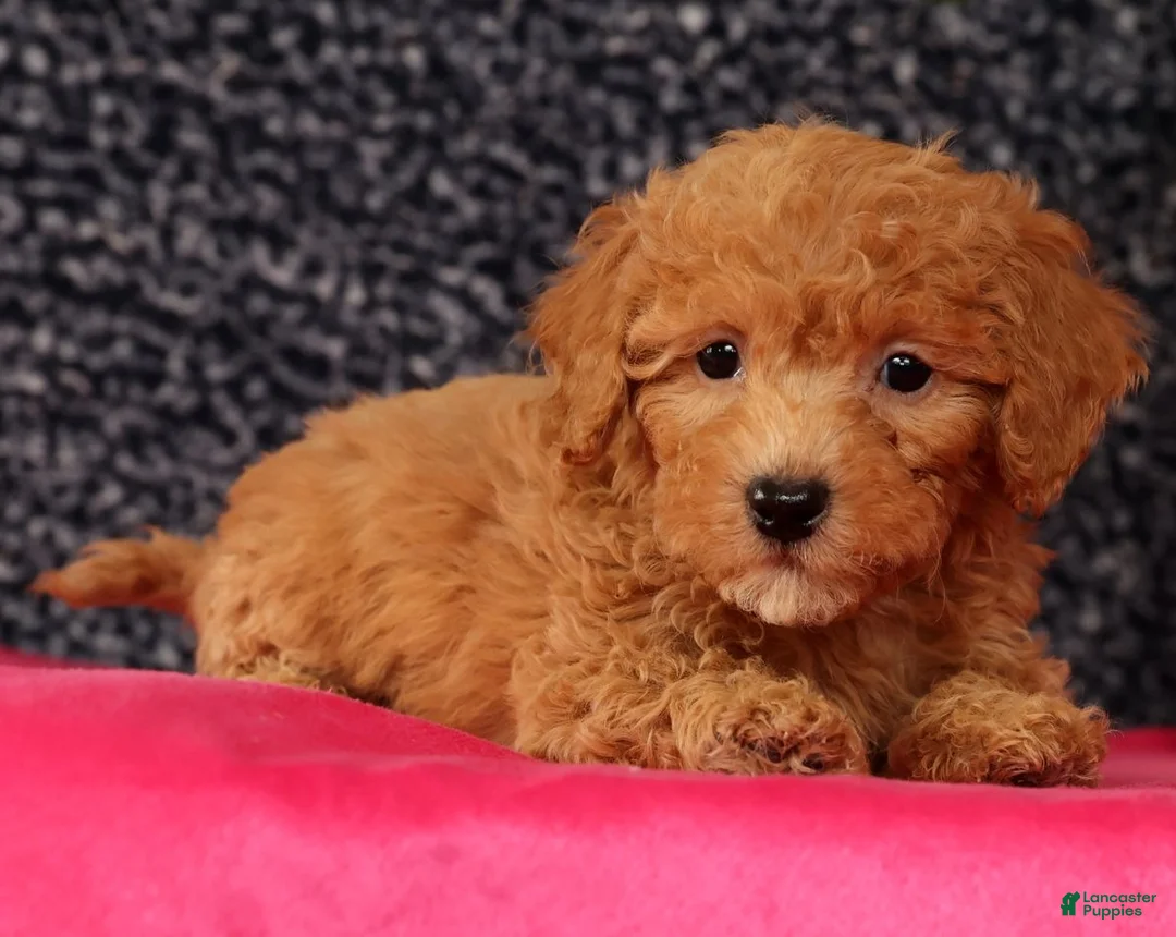 Bichpoo dogs for sale: Foster - Ad 3