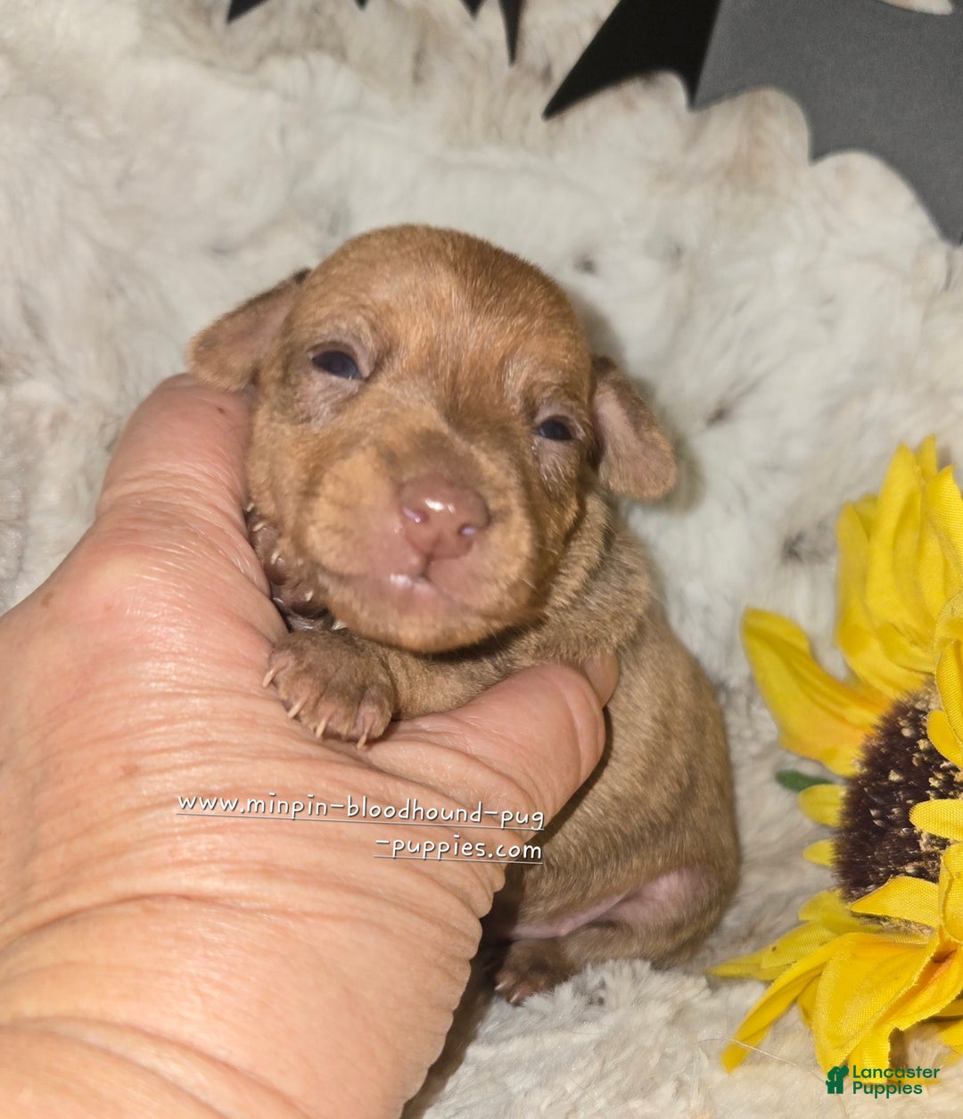 Miniature Pinscher dogs for sale: Diego stag chocolate brindle  - Ad 4
