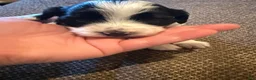 Bichpoo dogs for sale: Hershey - Ad 13