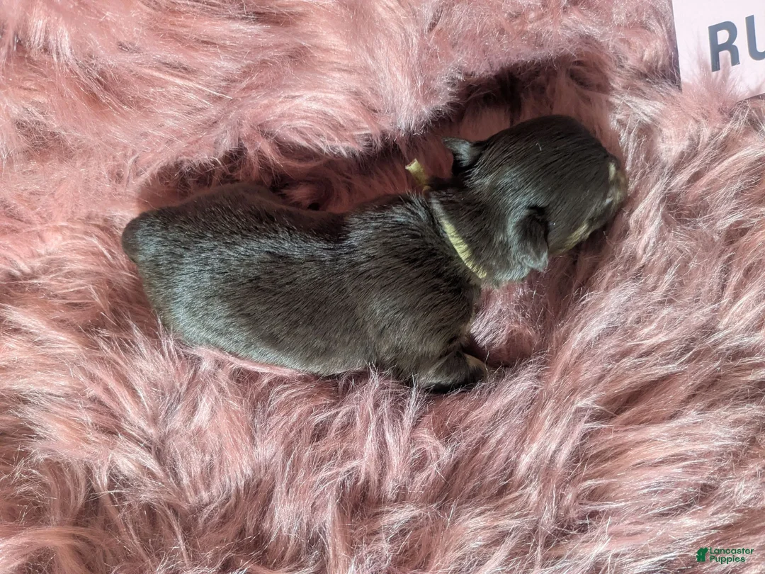 Chihuahua dogs for sale: Pending P/ U Baby Ruth LC Female  - Ad 2