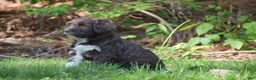 Portuguese Water Dog dogs for sale: Maggie - Ad 5