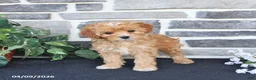 Cavapoo dogs for sale: Lora - Ad 4
