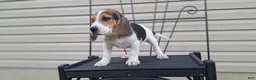 Beagle dogs for sale: COOPER - Ad 5