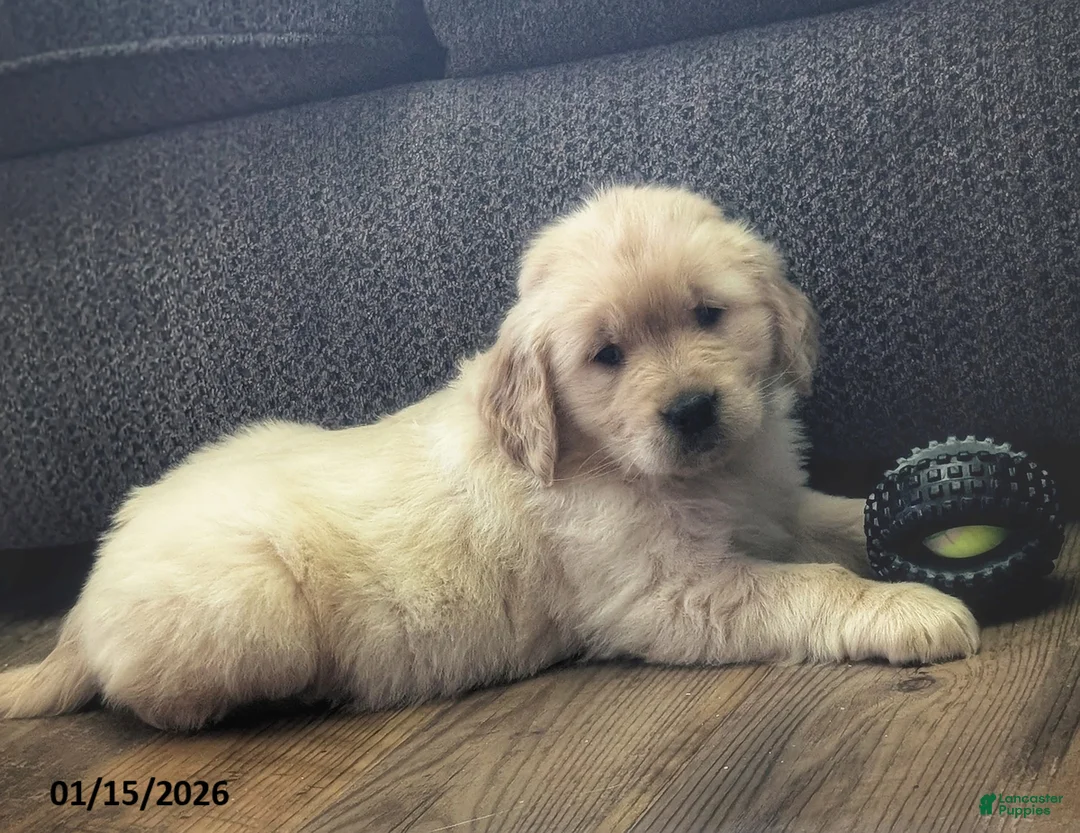 Golden Retriever dogs for sale: Olive  - Ad 1