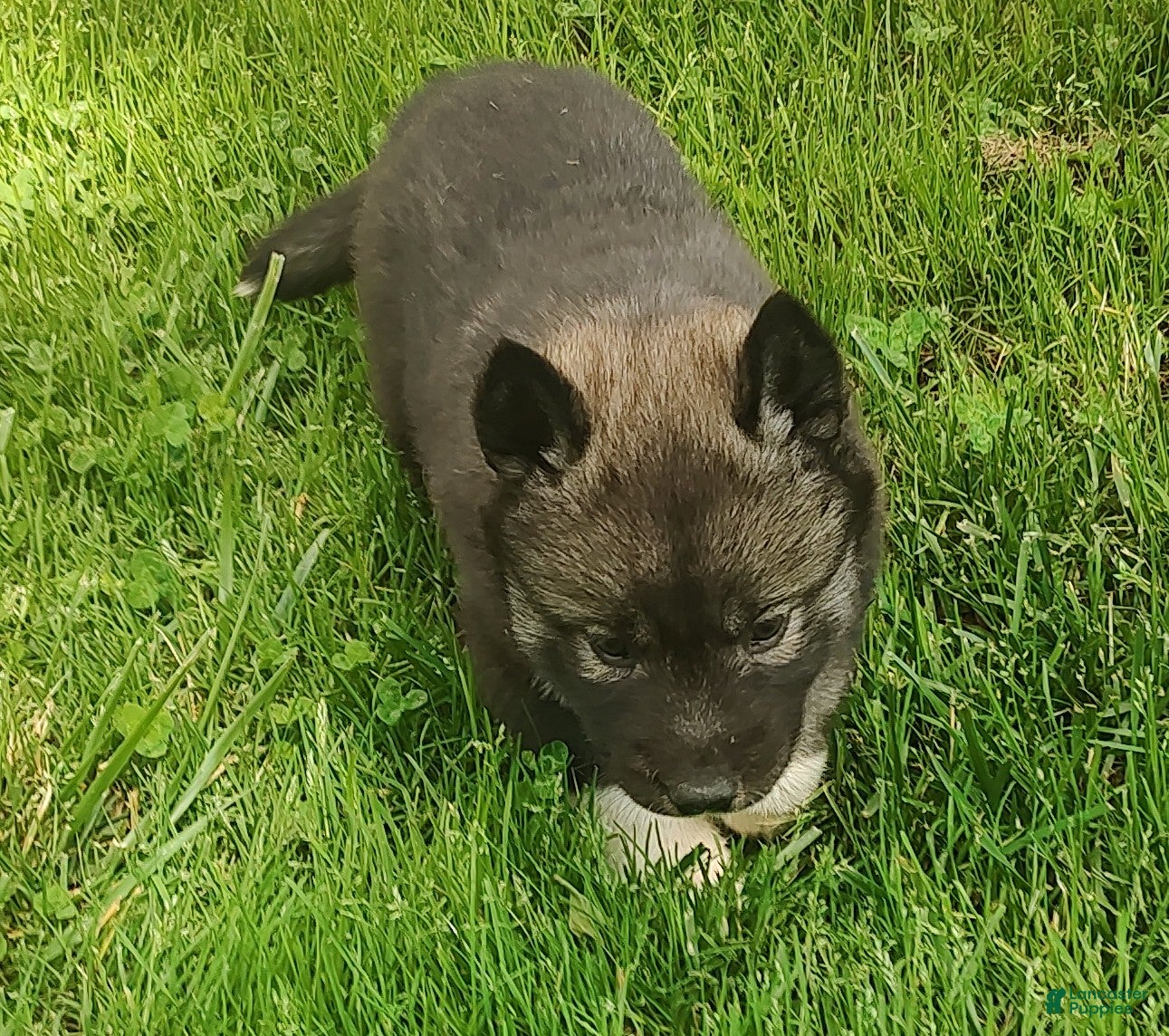 Siberian Husky dogs Siberian Husky Puppy 1 - Ad 41