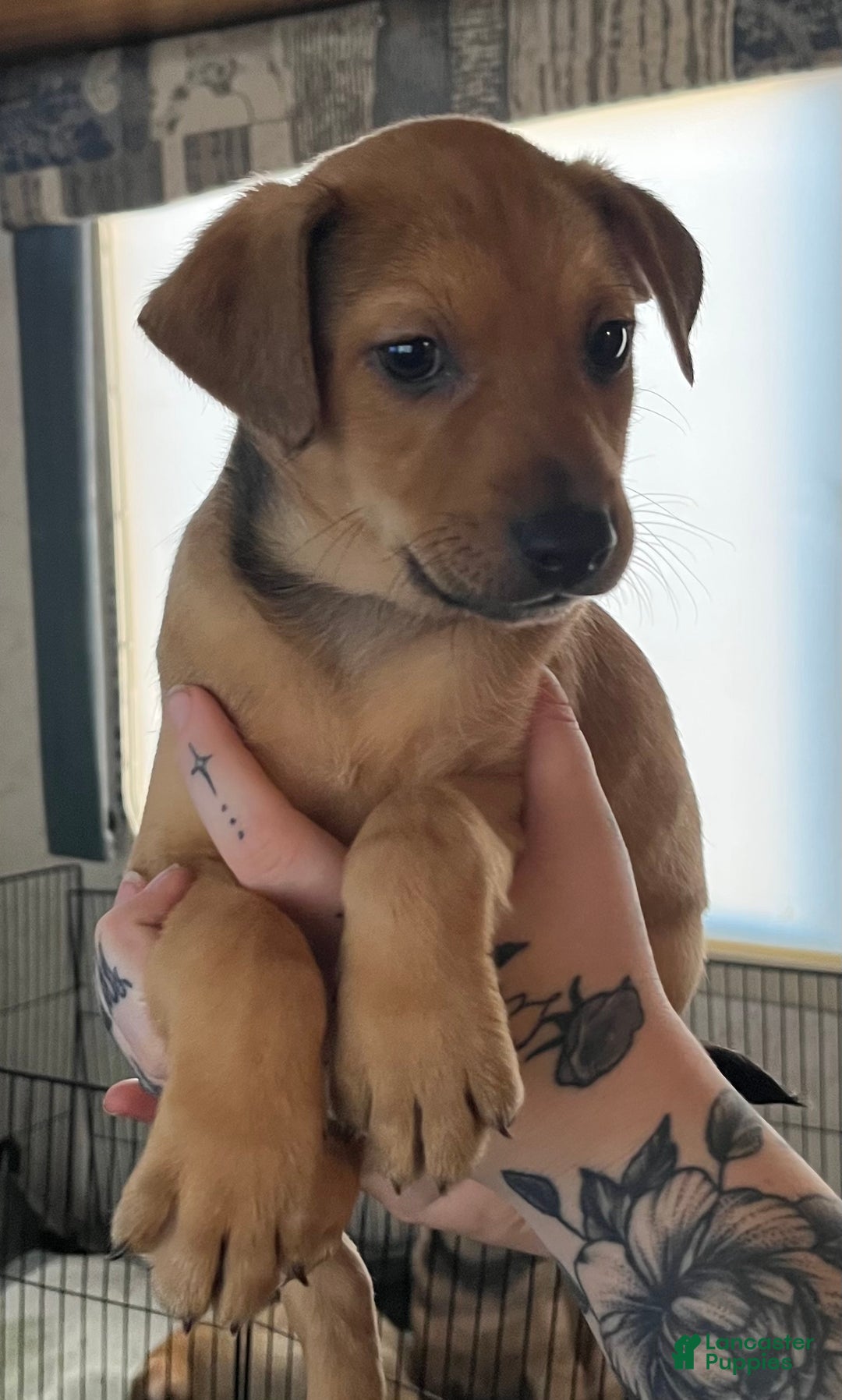 Mixed Breed dogs for sale: Mixed Breed Puppy 1 - Ad 2