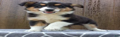 Australian Shepherd 7
