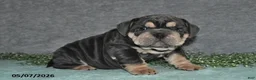 English Bulldog dogs for sale: Jasper - Ad 4