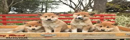 Shiba Inu dogs for sale: Diamond  - Ad 5