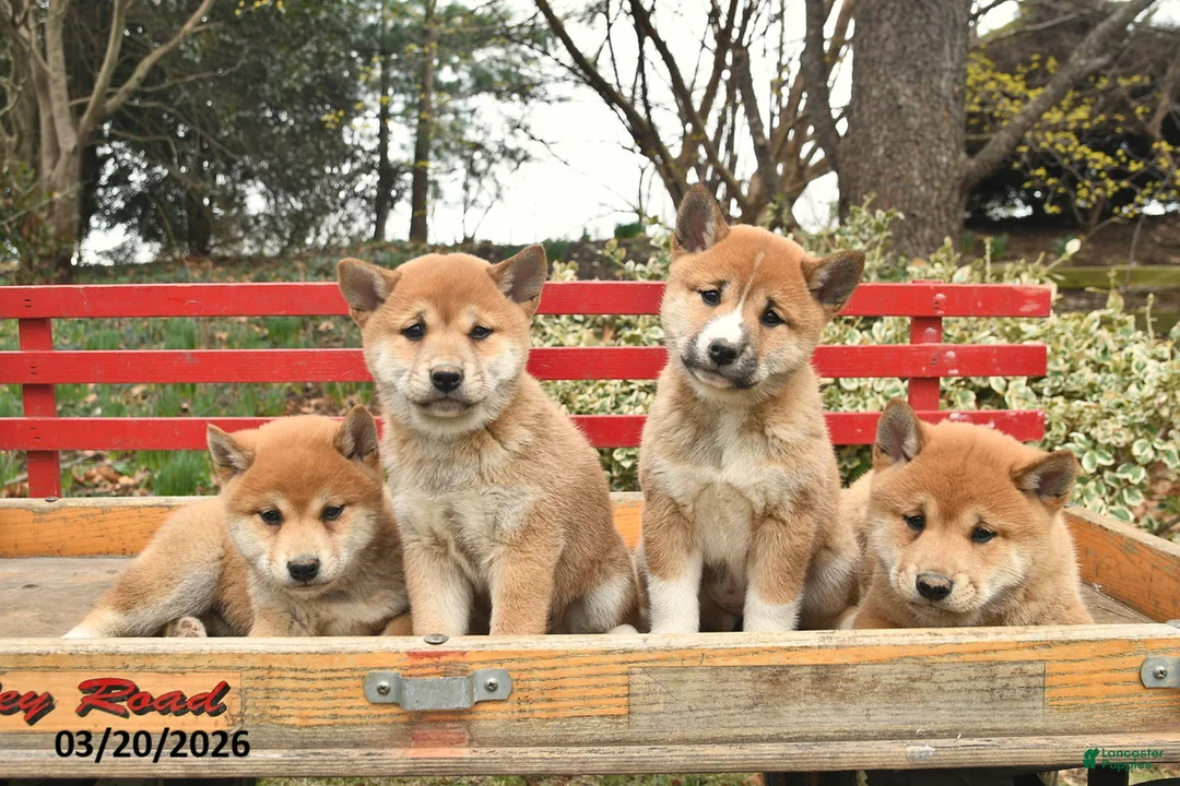 Shiba Inu dogs for sale: Diamond  - Ad 5