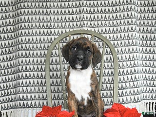 Boxer dogs Jingle - Ad 8