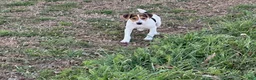 Jack Russell Terrier dogs for sale: Jack Russell Terrier Boy 1 - Ad 7