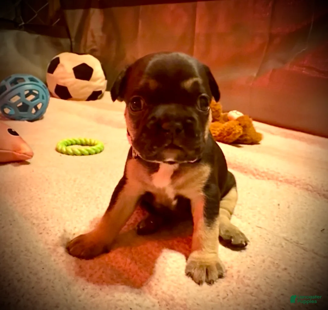Frenchton dogs for sale: Maple - Ad 2