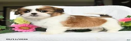 Shih Tzu dogs for sale: Jolly - Ad 3