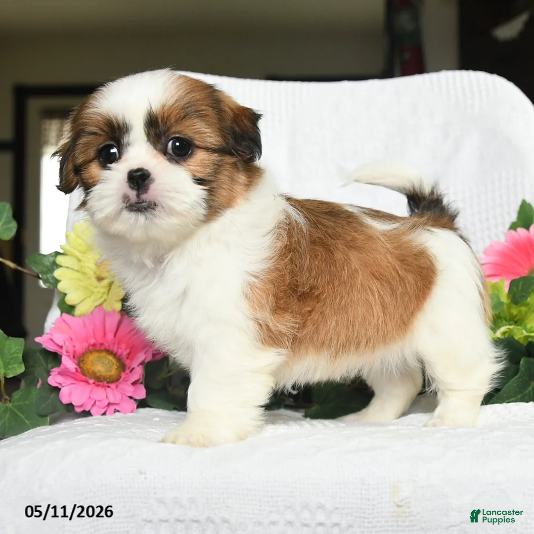 Shih Tzu dogs for sale: Jolly - Ad 3