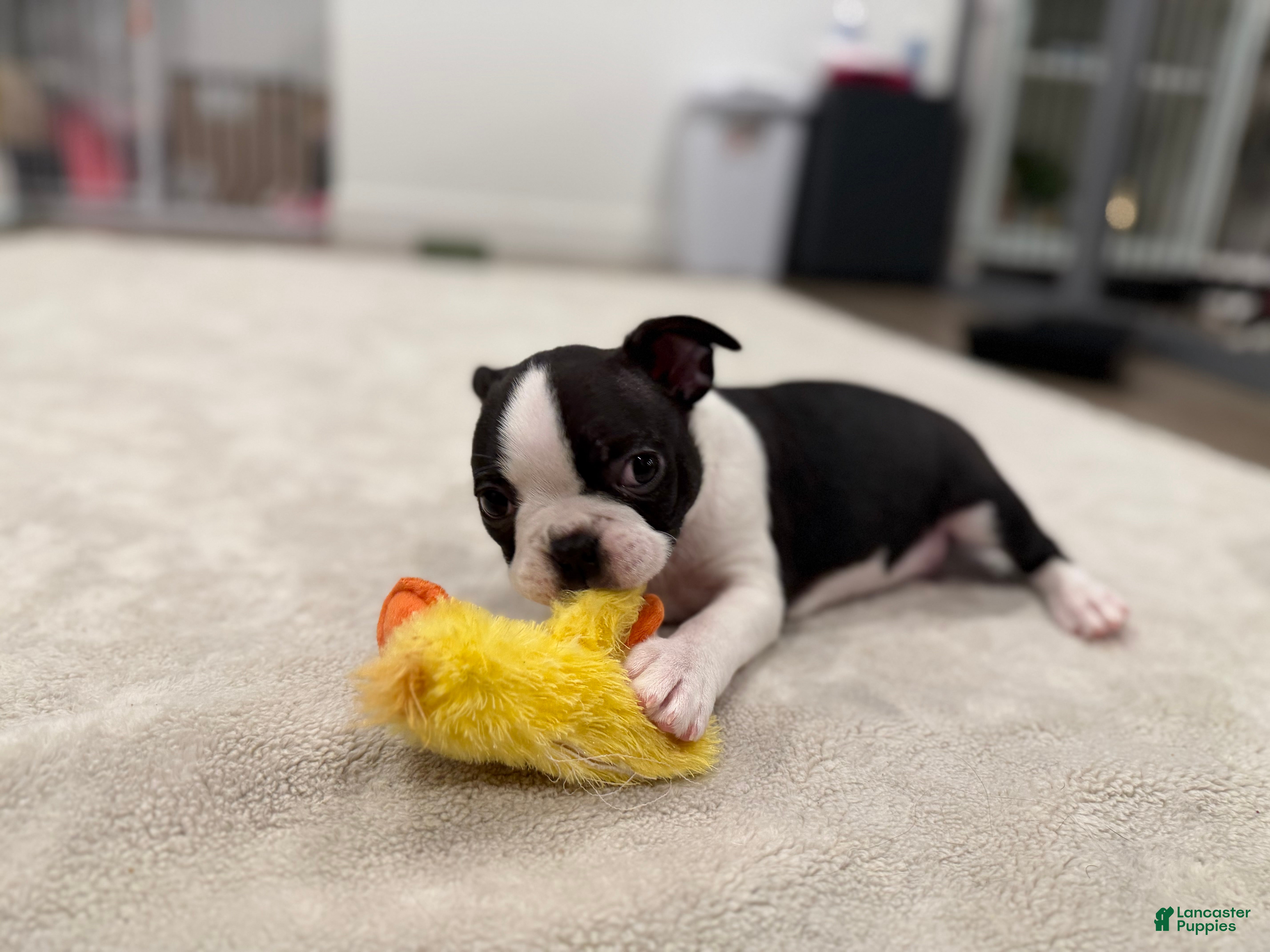 Boston Terrier dogs Tony Hawk  - Ad 1