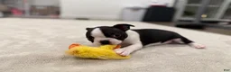 Boston Terrier dogs for sale: Tony Hawk  - Ad 1