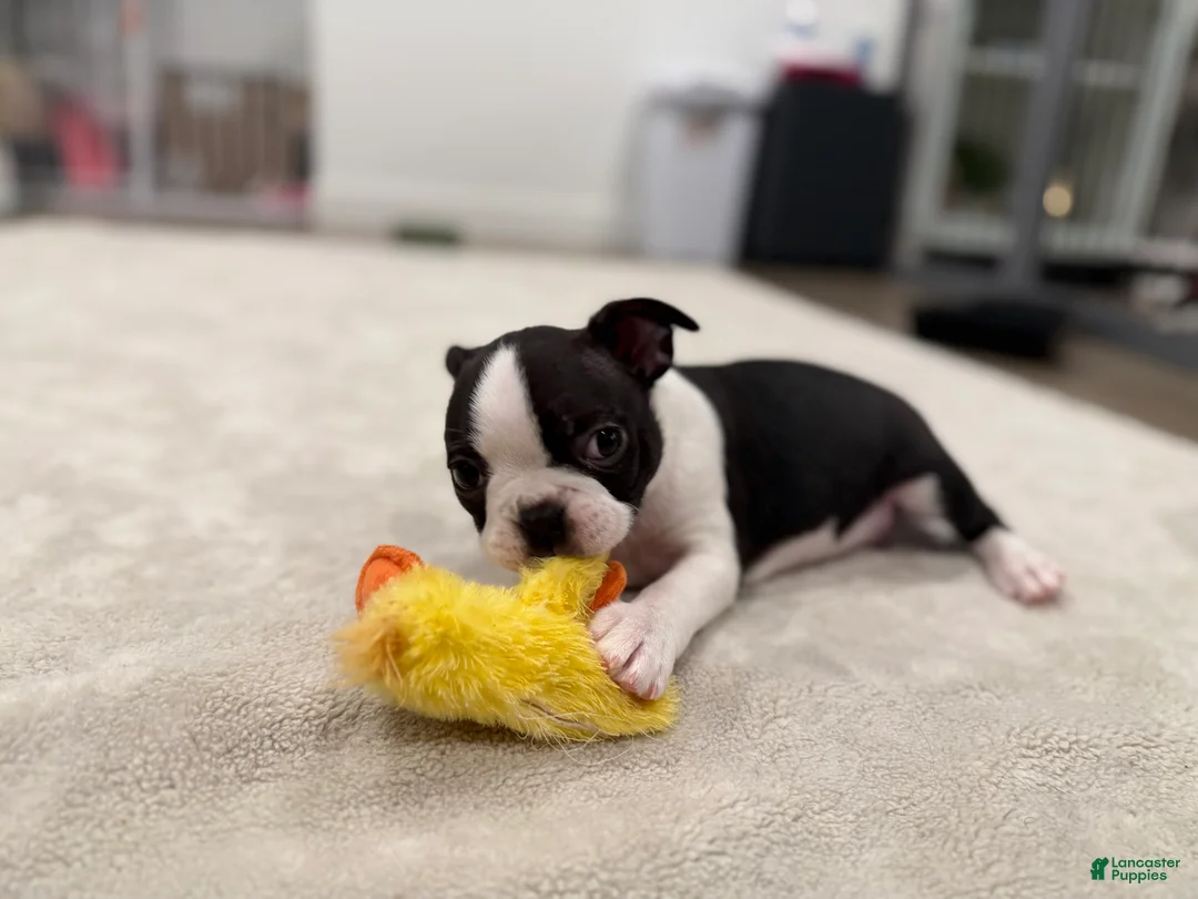 Boston Terrier dogs for sale: Tony Hawk  - Ad 1