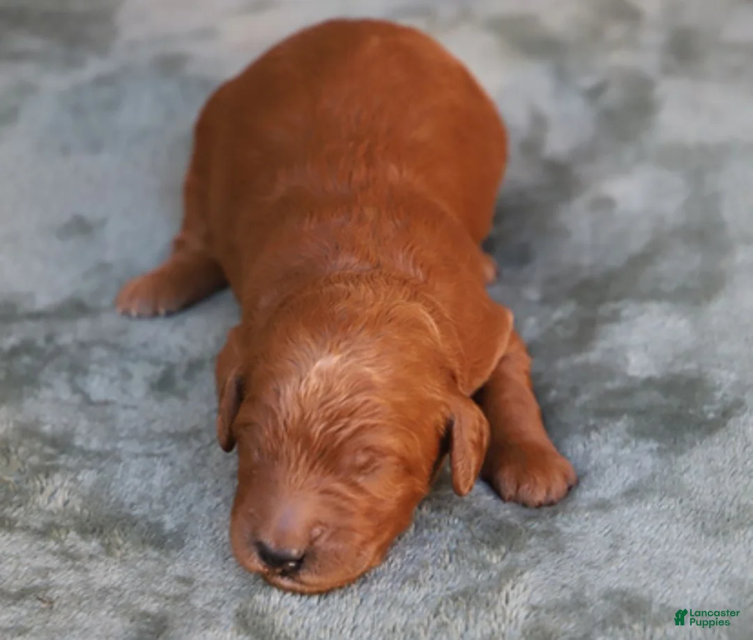 Goldendoodle dogs for sale: Finnick - Ad 5