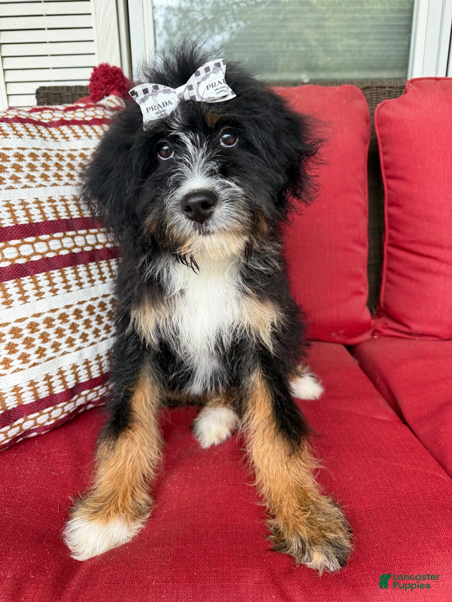 Mini Bernedoodle dogs for sale: Mini Bernedoodle 1 - Ad 1