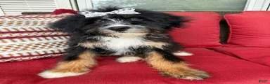Mini Bernedoodle 1