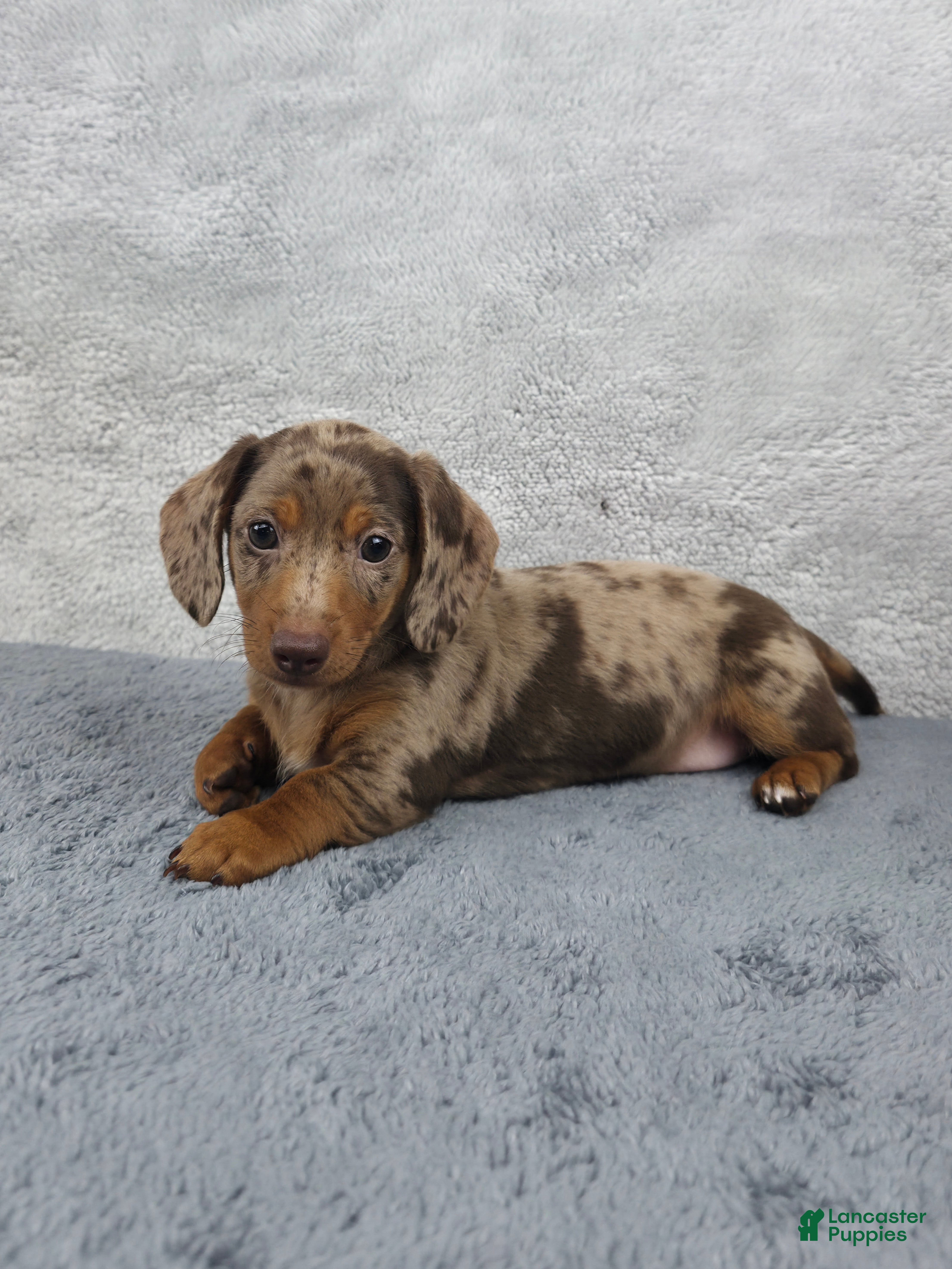 Miniature Dachshund dogs Hazel  - Ad 1