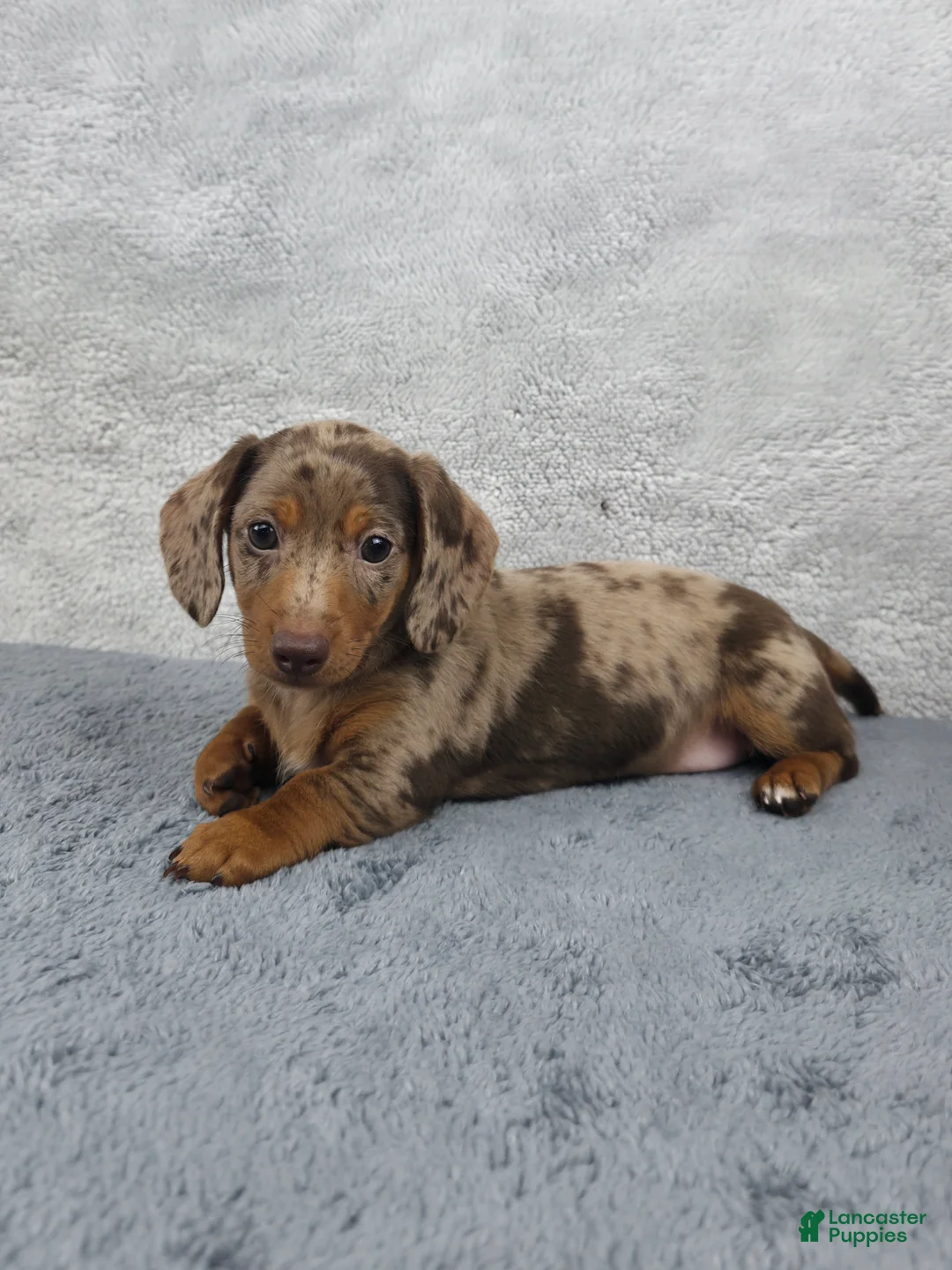 Miniature Dachshund dogs for sale: Hazel  - Ad 1