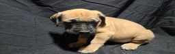 English Mastiff dogs for sale: Finley - Ad 1