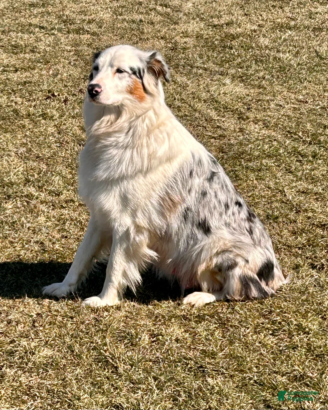 Australian Shepherd dogs for sale: Bluey  - Ad 8