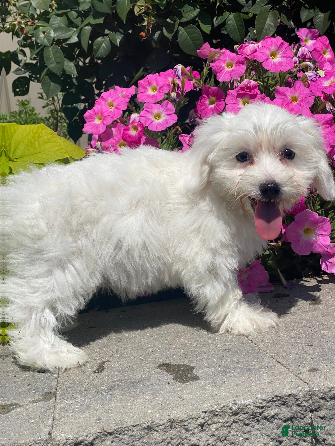 Coton De Tulear dogs for sale: Candy - Ad 10