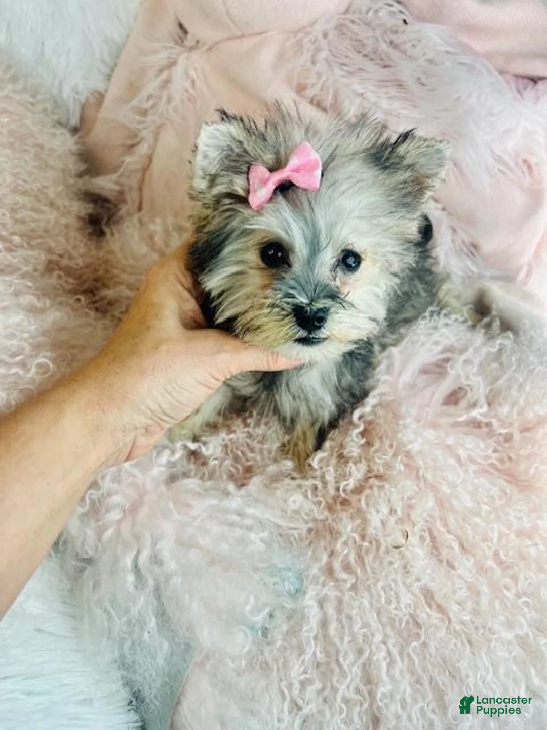 Miniature Schnauzer dogs for sale: Miniature Schnauzer Puppy 1 - Ad 3